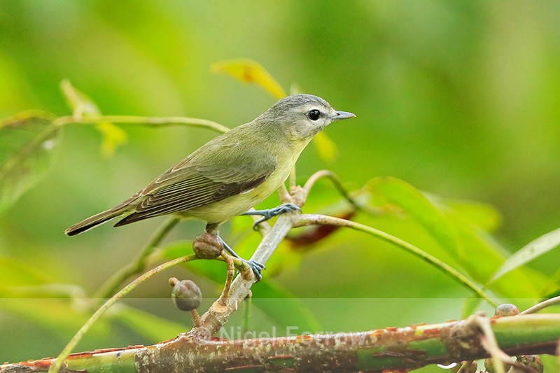 Philadelphia Vireo perched, Manuel Antonio, Costa Rica - Philadelphia Vireo