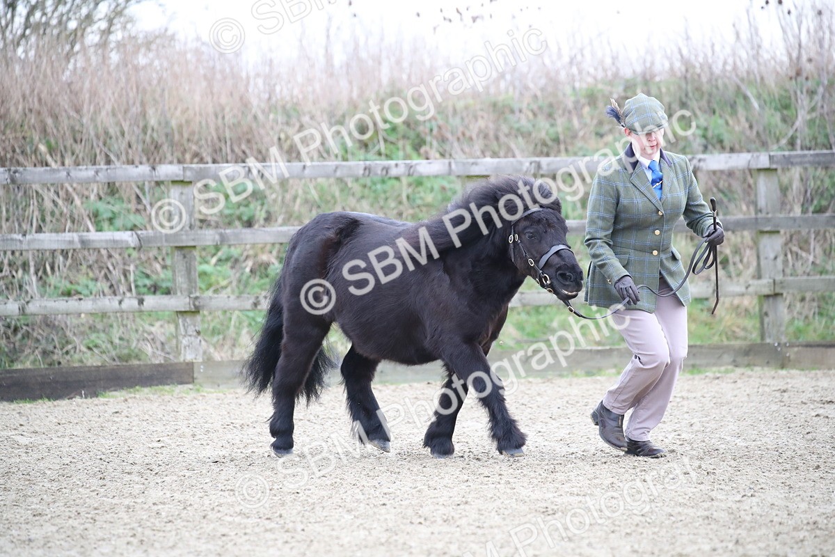 SBM_003884 - Class 1-4 - Young Stock classes Inc. In Hand Championship