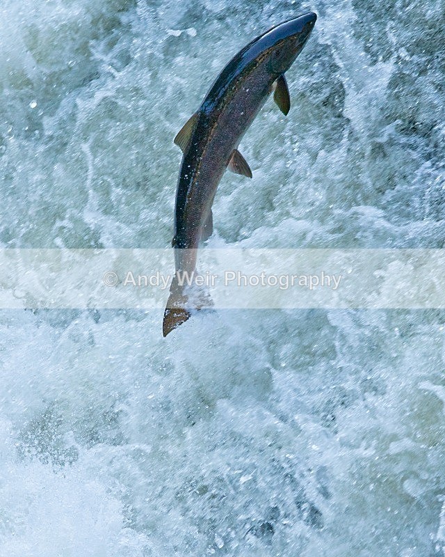 20110930-_MG_6579 - Fish