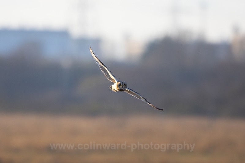 Short Eared Owl    ref 9940 - macro and nature.