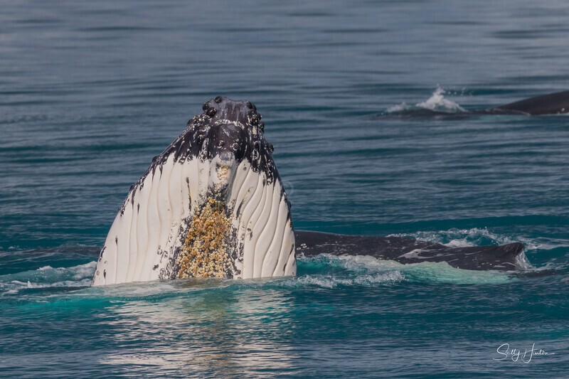 HB Spy-Hop 1. 0A3A7567 - 2025 Hervey Bay Whales
