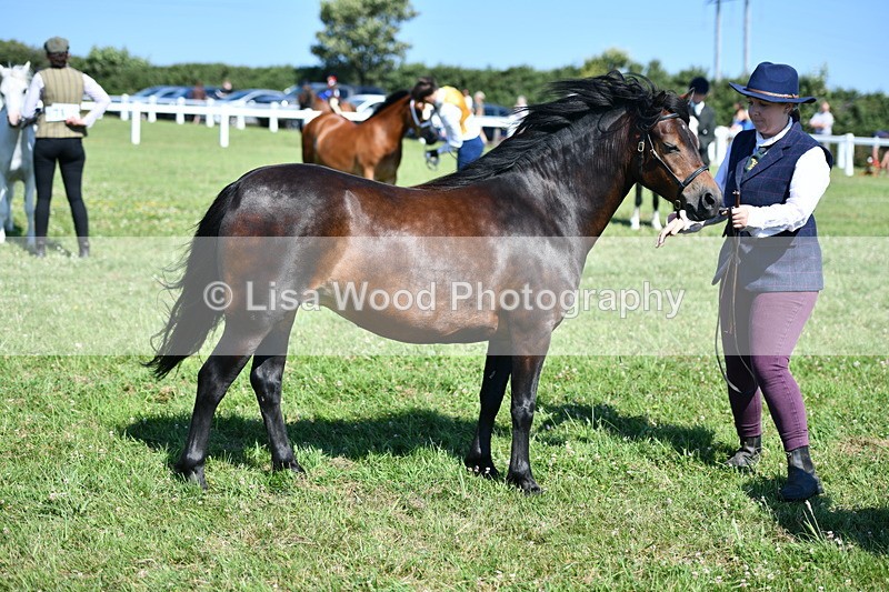 DSC_6479 - Class 53: NPS M&M 4 years and over Small Breeds