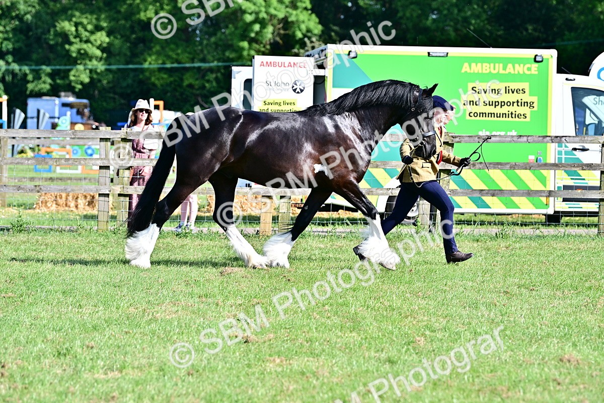 SBM_10148 - Class 63-65 - Traditional Gypsy Cobs In Hand & Ridden