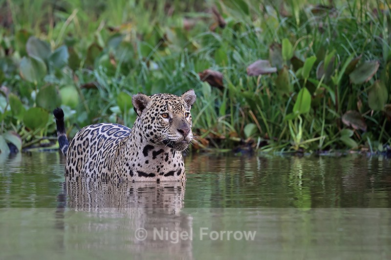 Female Jaguar Marcela in river, reflection - Corixo Negro, Brazil - Jaguar