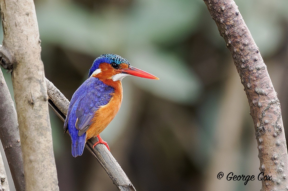 Malachite Kingfisher - Gambia 2025