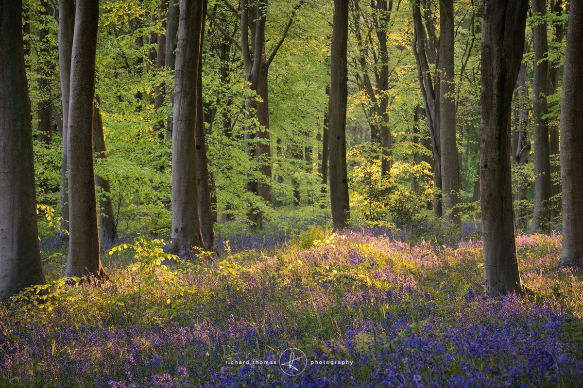 Bluebell sunset - BlueWood