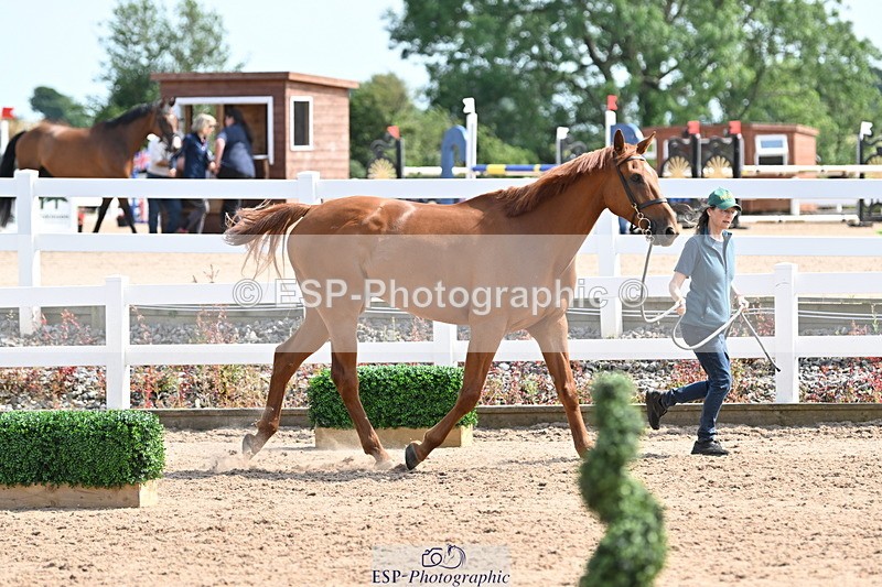 240717A-155315-03144 - Trot Up 3pm to 4pm