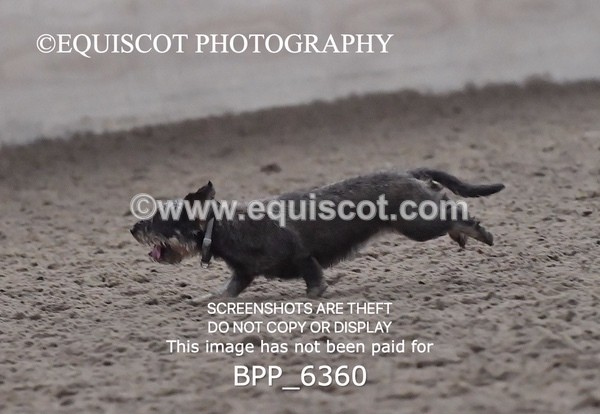 BPP_6360 - CARLA DOGS