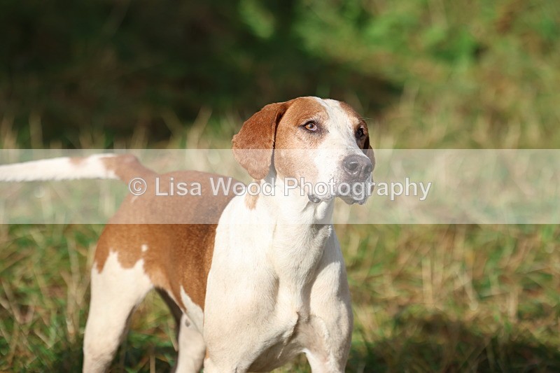 3E7A0544 - Four Burrow Opening Meet 2025