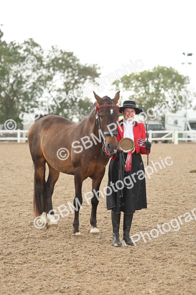 SBM_07709 - Class 26 - IH Foreign Breeds - Part Bred