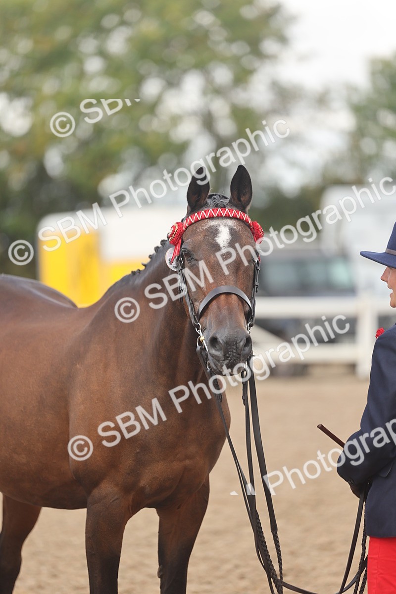 SBM_04360 - Class 17 - Prettiest Mare (IH or Ridden)