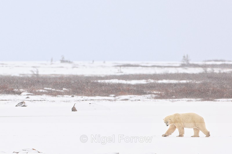 Polar Bear heading into snow, Churchill, Canada - Polar Bear