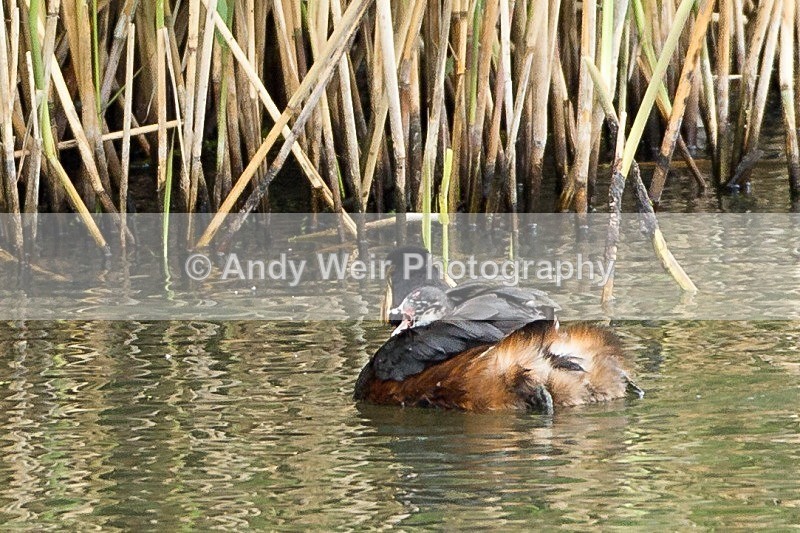 20120605-_MG_0121 - Black-necked Grebe