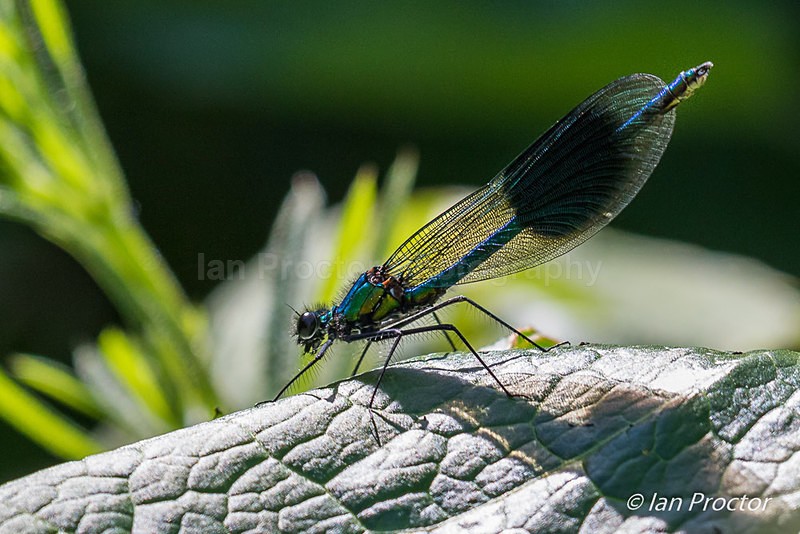 Banded Demoiselle Damselfly - Male - Nature
