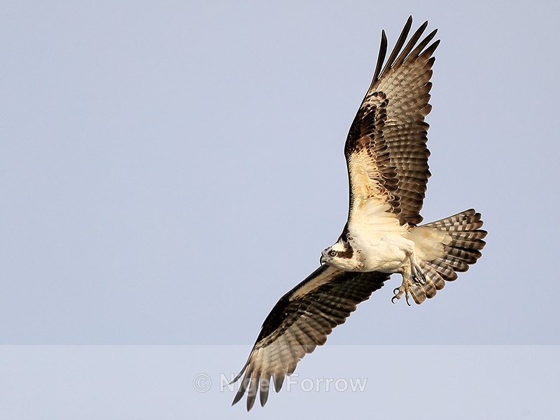 Osprey flying talons extended, Blue Cypress Lake, Florida - Osprey