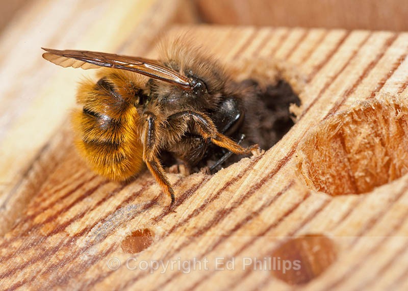 Osmia bicornis (f) - Osmia bicornis (rufa)