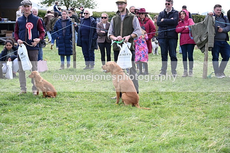 WJ6_9123 - Class 8 Best Working / Gun Dog or Bitch