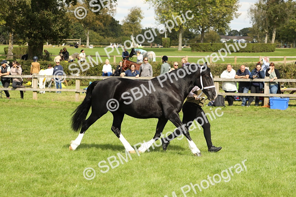 SBM_65412 - S47 - Mountain & Moorland In Hand Large Breeds