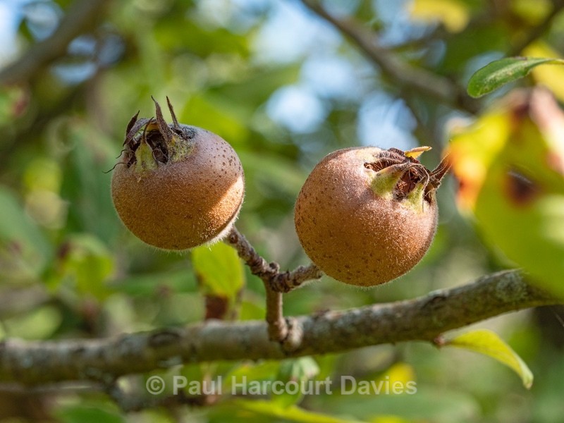 Mediterranean Medlar (Crataegus azarolus) - Autumn Colours 2020