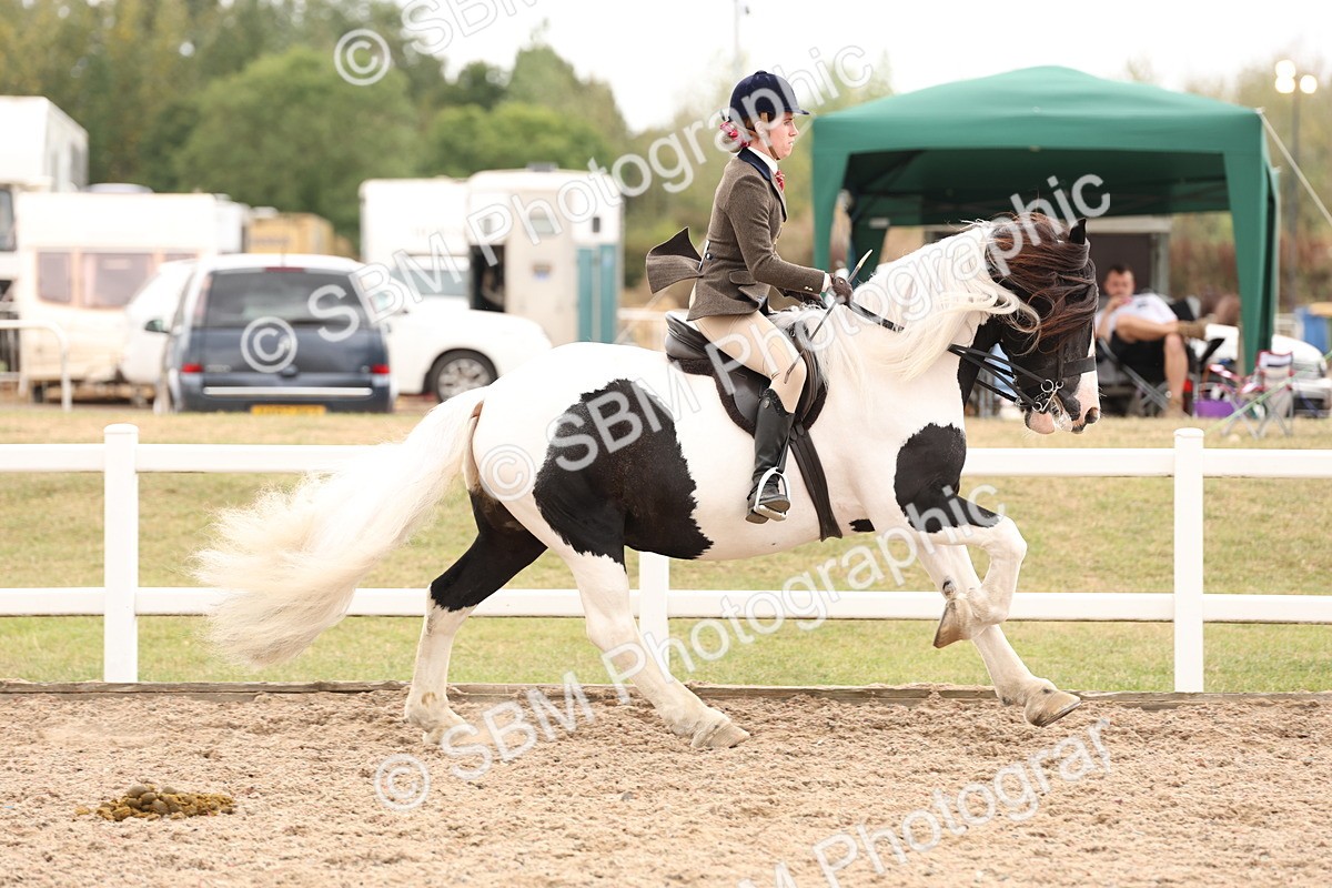 SBM_19668 - Class 216 - Ridden Traditional - Native Cob