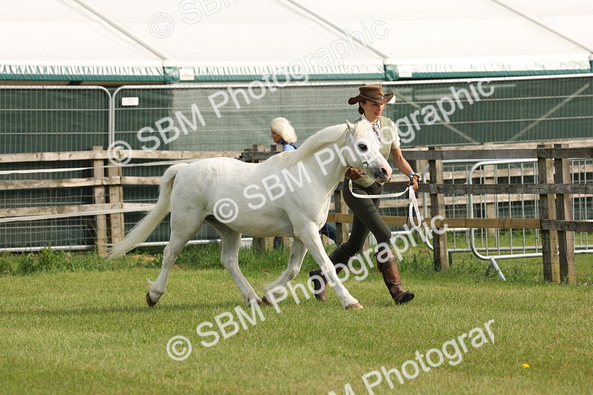 SBM_00503 - Class 6-13 - Mountatin and Moorland In Hand Welsh Breeds