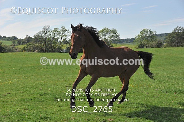 DSC_2765 - ARCHIVE REQUEST - Quincy and Guinness