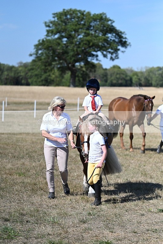WJ7_1484 - Class 42 Most Handsome Gelding