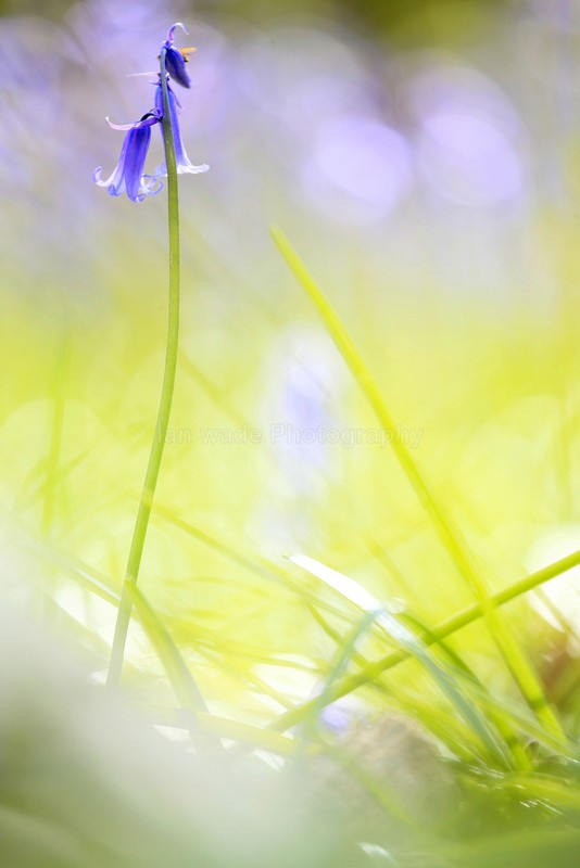  - Woodland scenes & flowers
