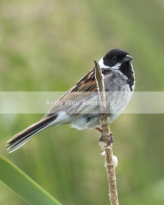 20110619-IMG_6067 - Buntings