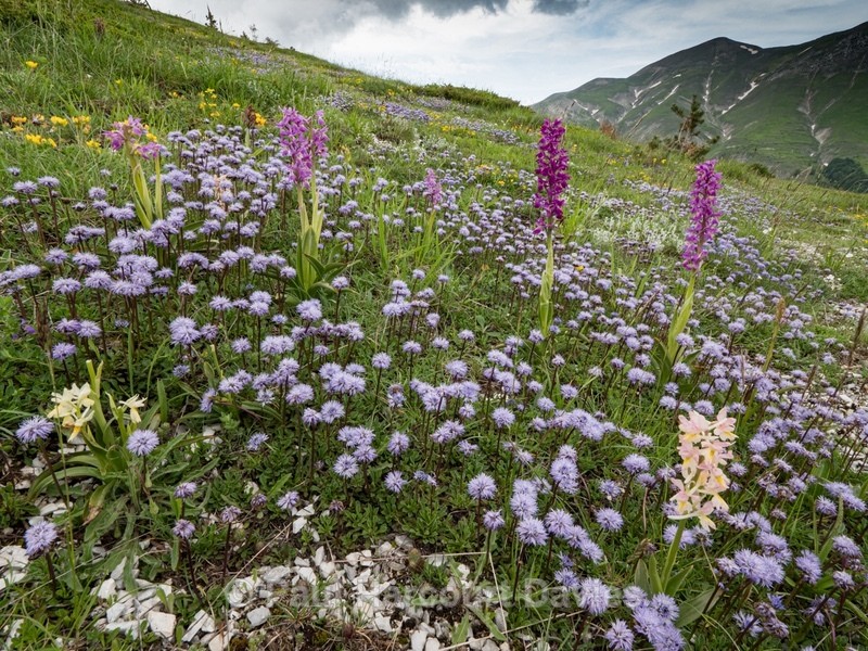 Hybrid Orchis - Orchis x colemanii ( Orchis mascula x O. pauciflora) - Wild Orchids - 1