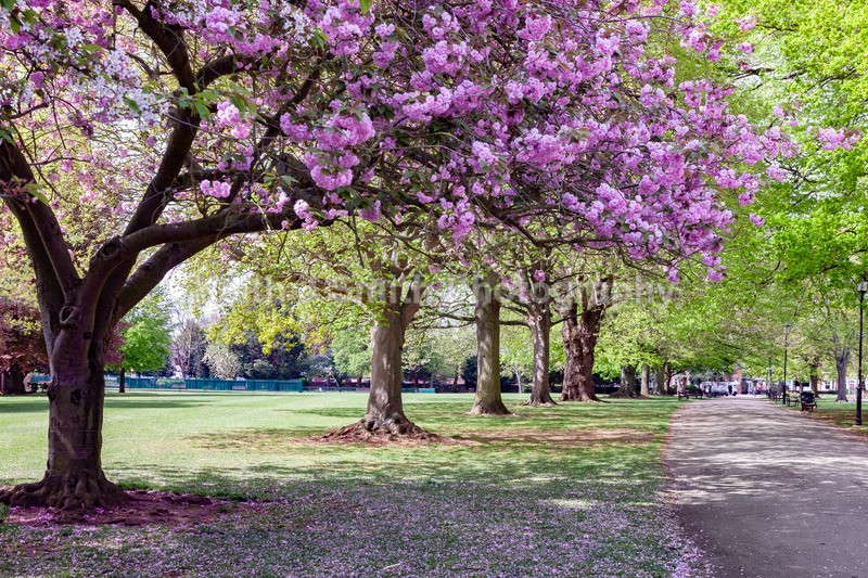 9SKJ7354 - Trees in Abington Park
