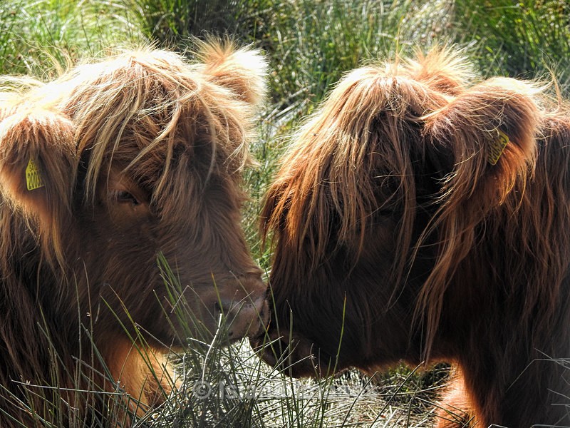 Highland Cows - Highland Cows