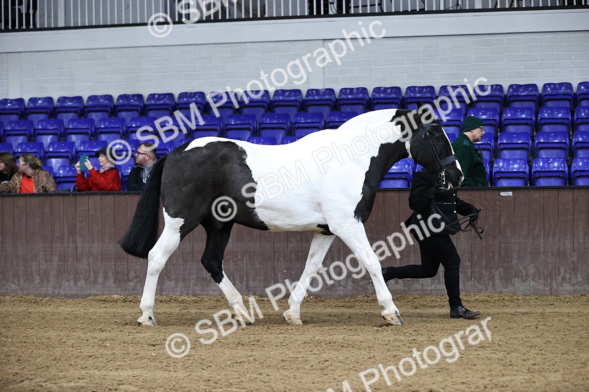 SBM_5250 - Class 32 - In Hand Cob Type
