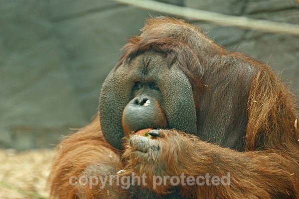Orangutan - Rajang - Primates