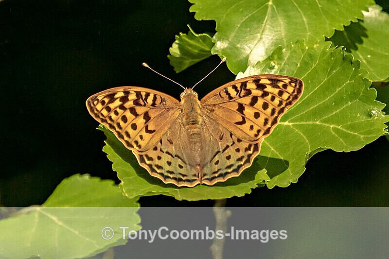 Cardinal Butterfly - Macin National Park
