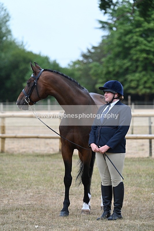WJ7_9734 - Class 5a Most Handsome Gelding (above 14.2hh)