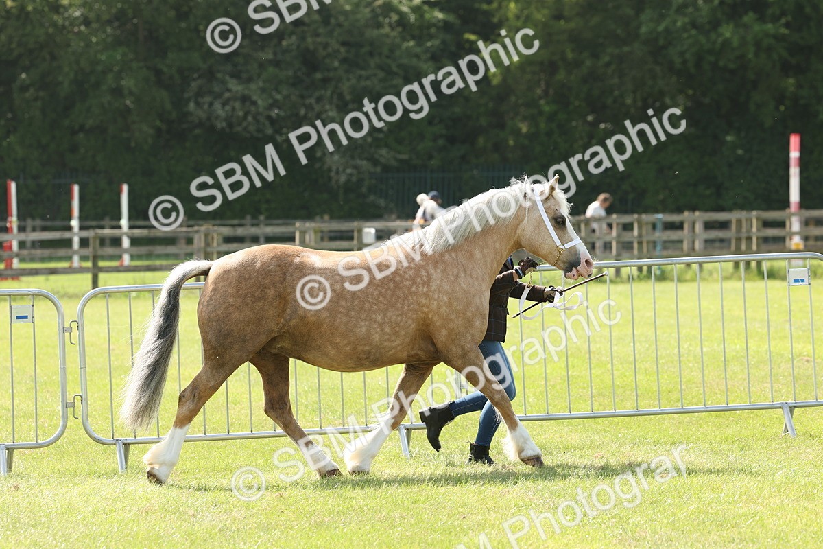 SBM_02134 - Class 6-13 - Mountatin and Moorland In Hand Welsh Breeds