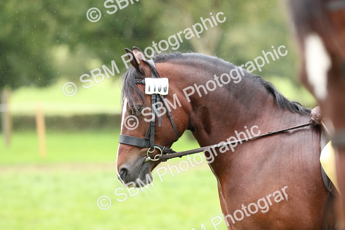 SBM_69671 - S62 - Mountain & Moorland Ridden Large Breeds
