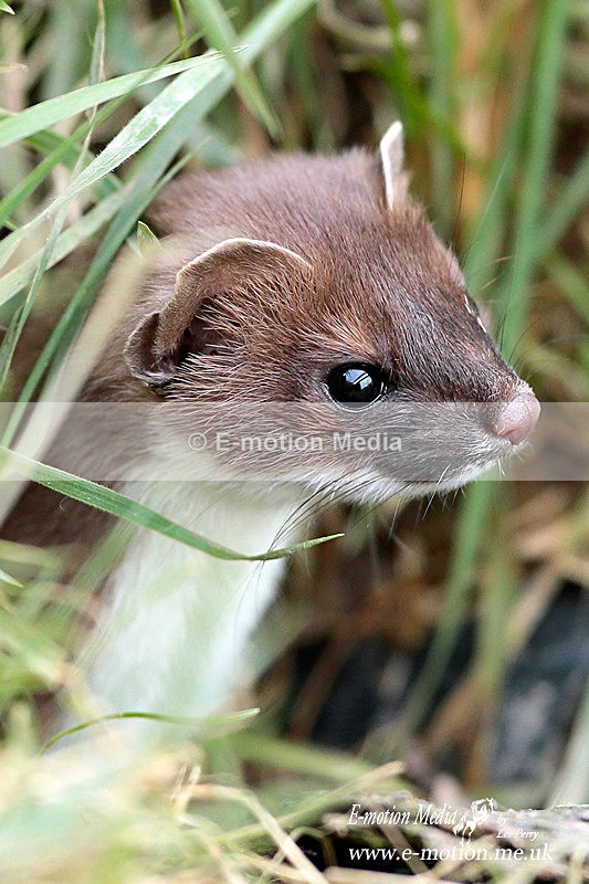 Stoat 260313-1038b - Nature