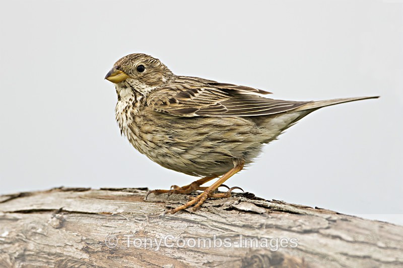 Corn Bunting - Well Hide & Falcon Tower Hide
