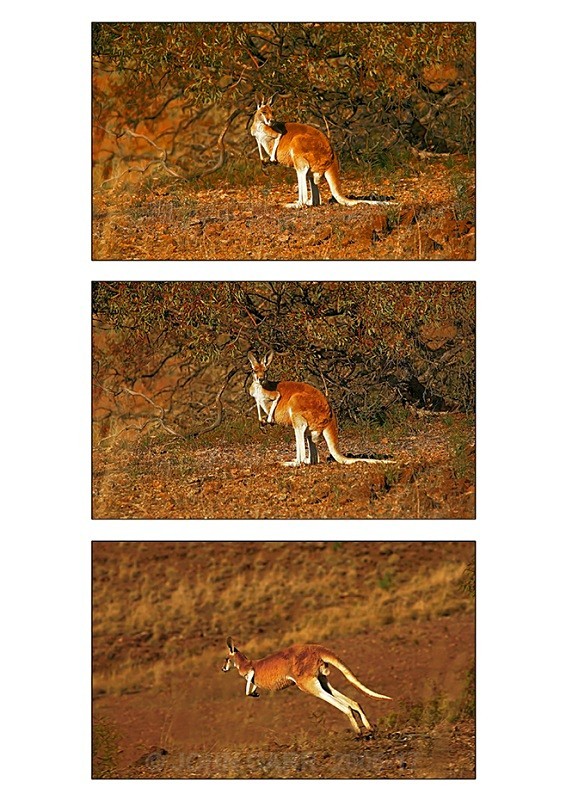 Red Kangaroo Triptych 2 - ANIMAL AND BIRD PHOTOS