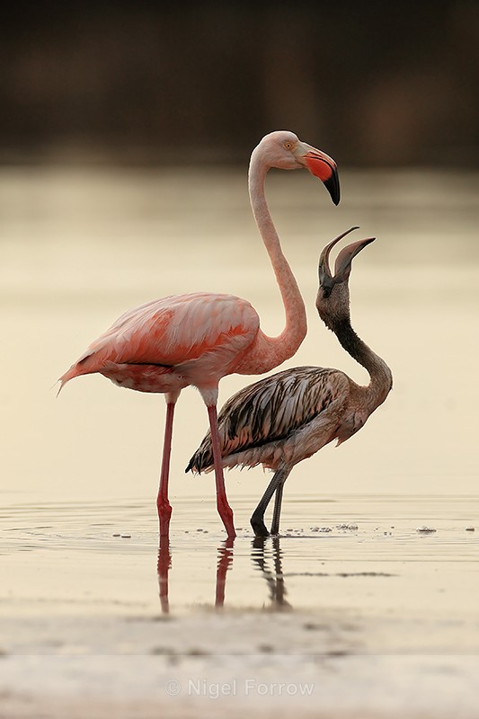 American Flamingo, adult & juvenile interaction, Floreana, Galapagos - American Flamingo