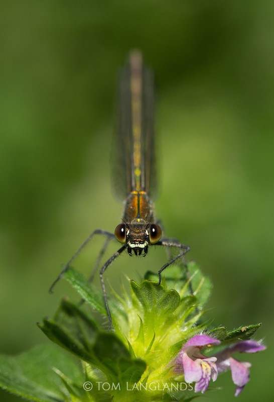 Banded Demoiselle - Macro