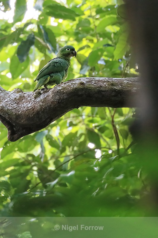 Mealy Amazon, Osa Peninsula, Costa Rica - Mealy Amazon
