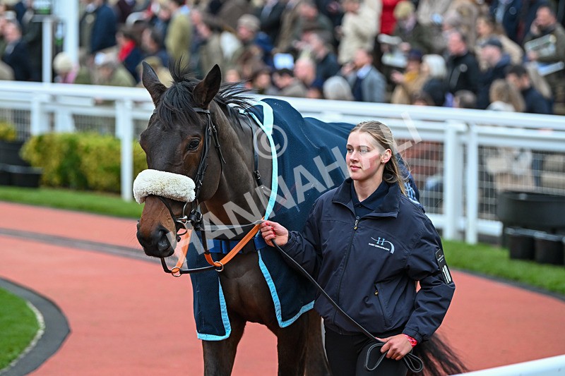 171124-Race 5-Paddock-Teddy Blue-3760 - Race 5