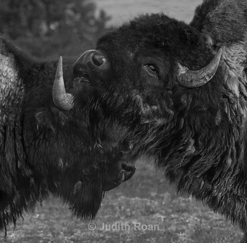 Bison Buddies - Yellowstone