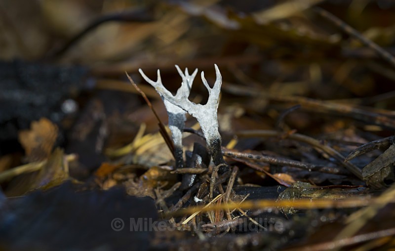 Stag's Horn Fungi. Xylaria Hypoxylon. Delemere forest, Cheshire - FUNGI (MUSHROOM) IMAGES