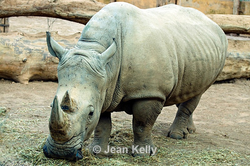 Rhinoceros - 0341 - Rhinoceros