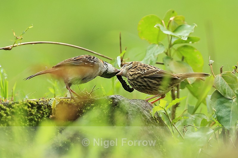 Rufous-collared Sparrow - adult feeding a juvenile - Panama - Rufous-collared Sparrow