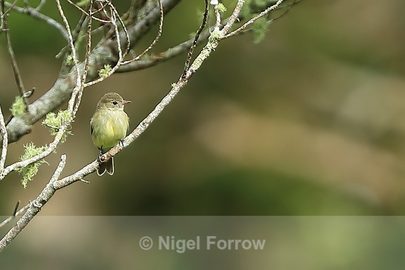 Mountain Elaenia, Boquete, Panama - Mountain Elaenia